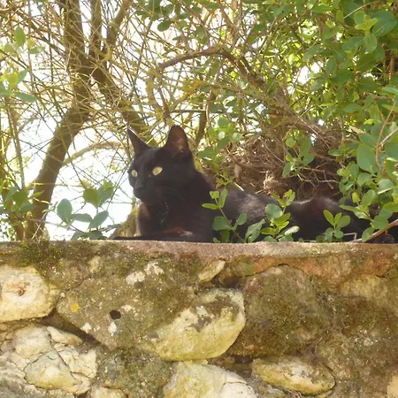 Le Pigeonnier Du Perron 3* Availles-en-Chatellerault