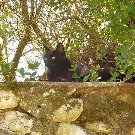 Le Pigeonnier Du Perron Availles-en-Chatellerault